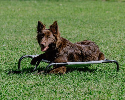 Protection Dog Training near Raleigh