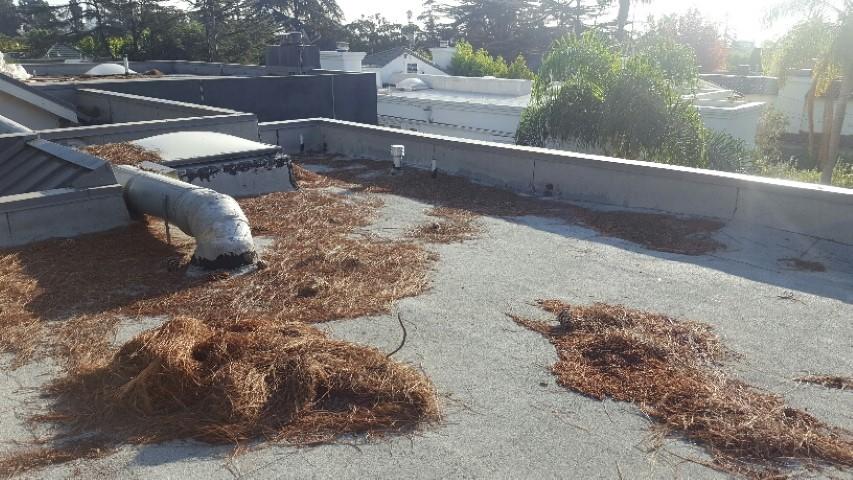 Pine Needle Buildup