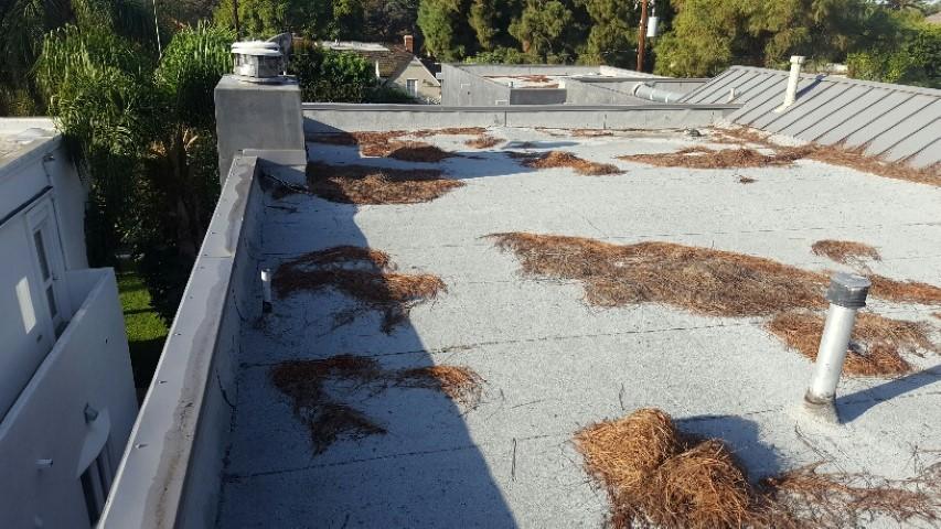 Roof Maintenance Needed