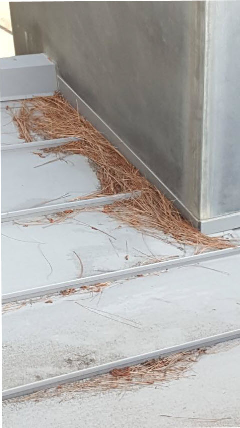 Roof Maintenance Pine Needles