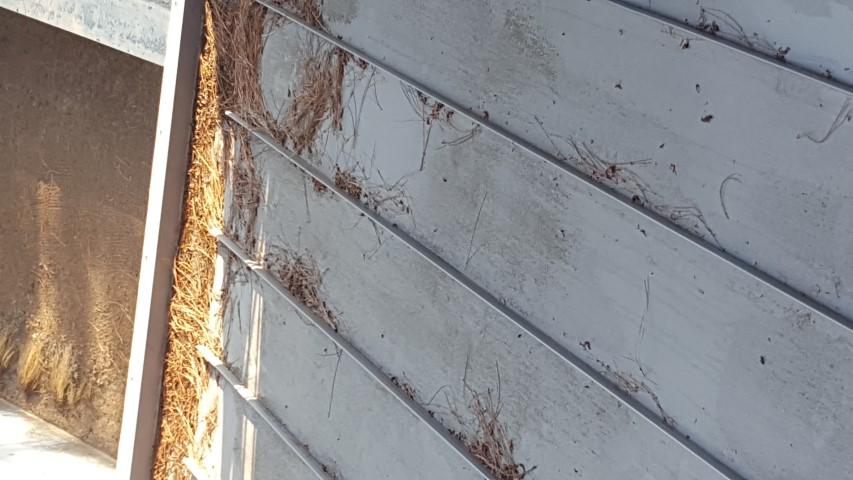 Roof Maintenance Pine Needles