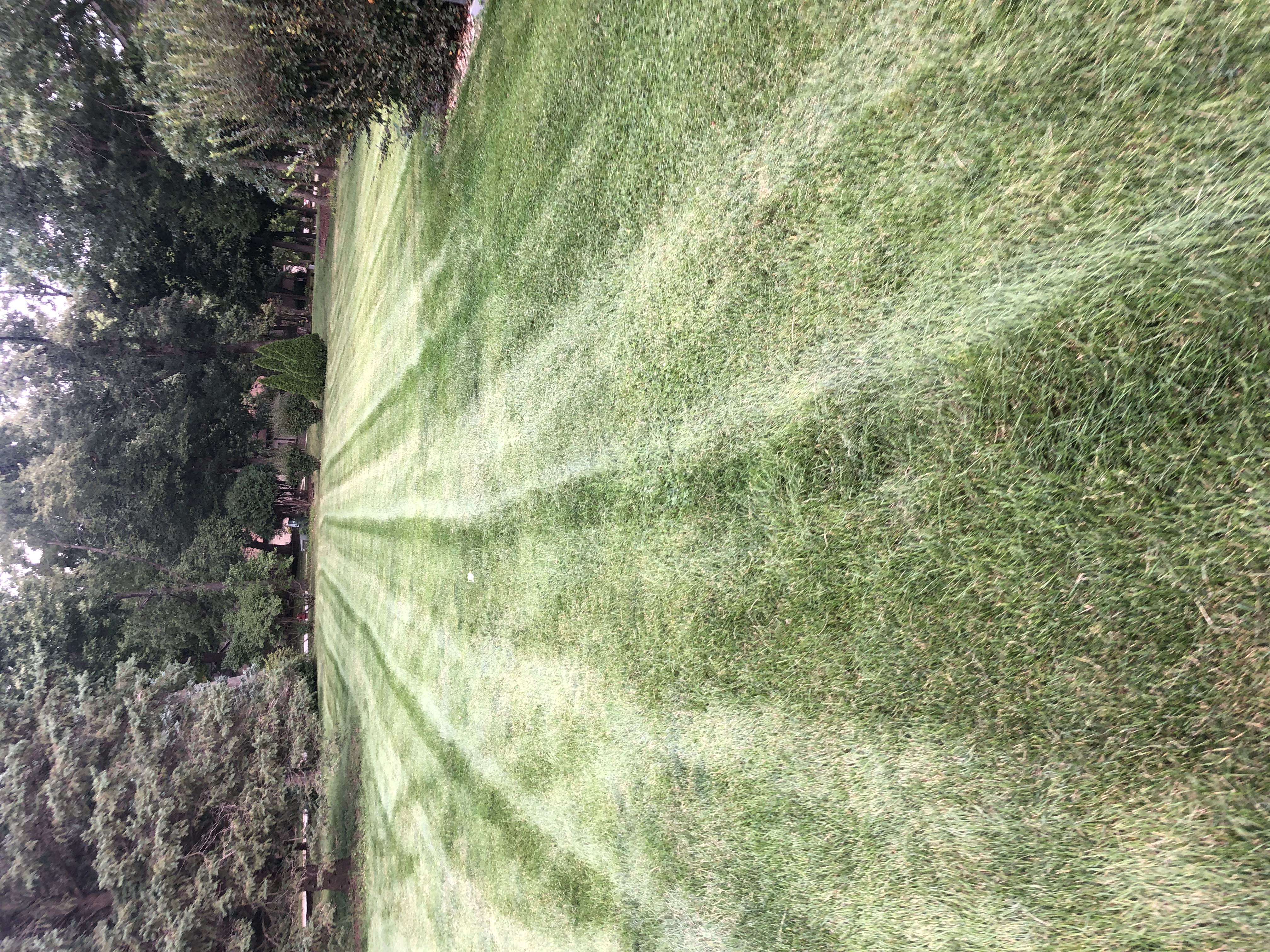 Freshly cut backyard
