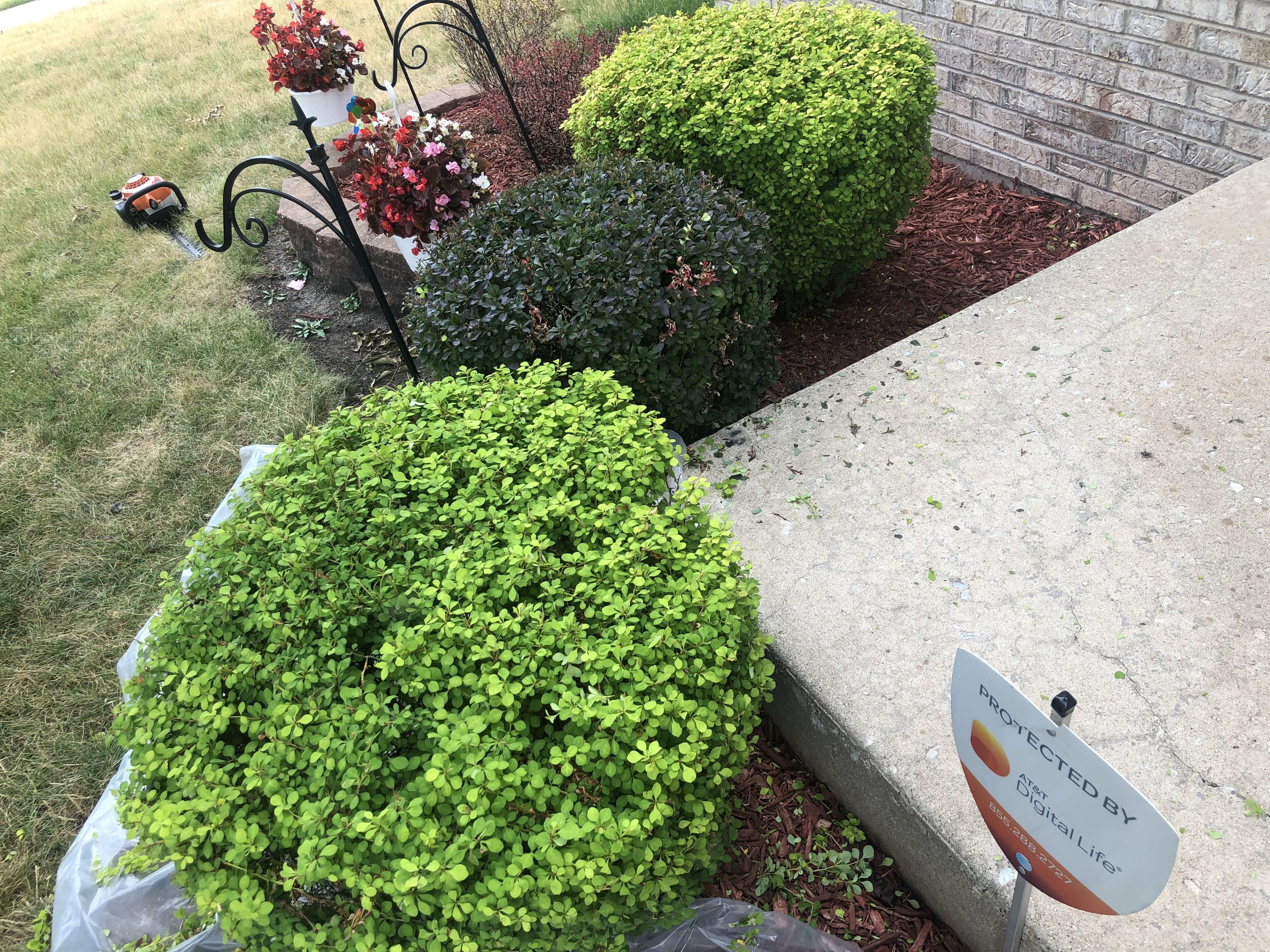 Hedges trimmed in front yard