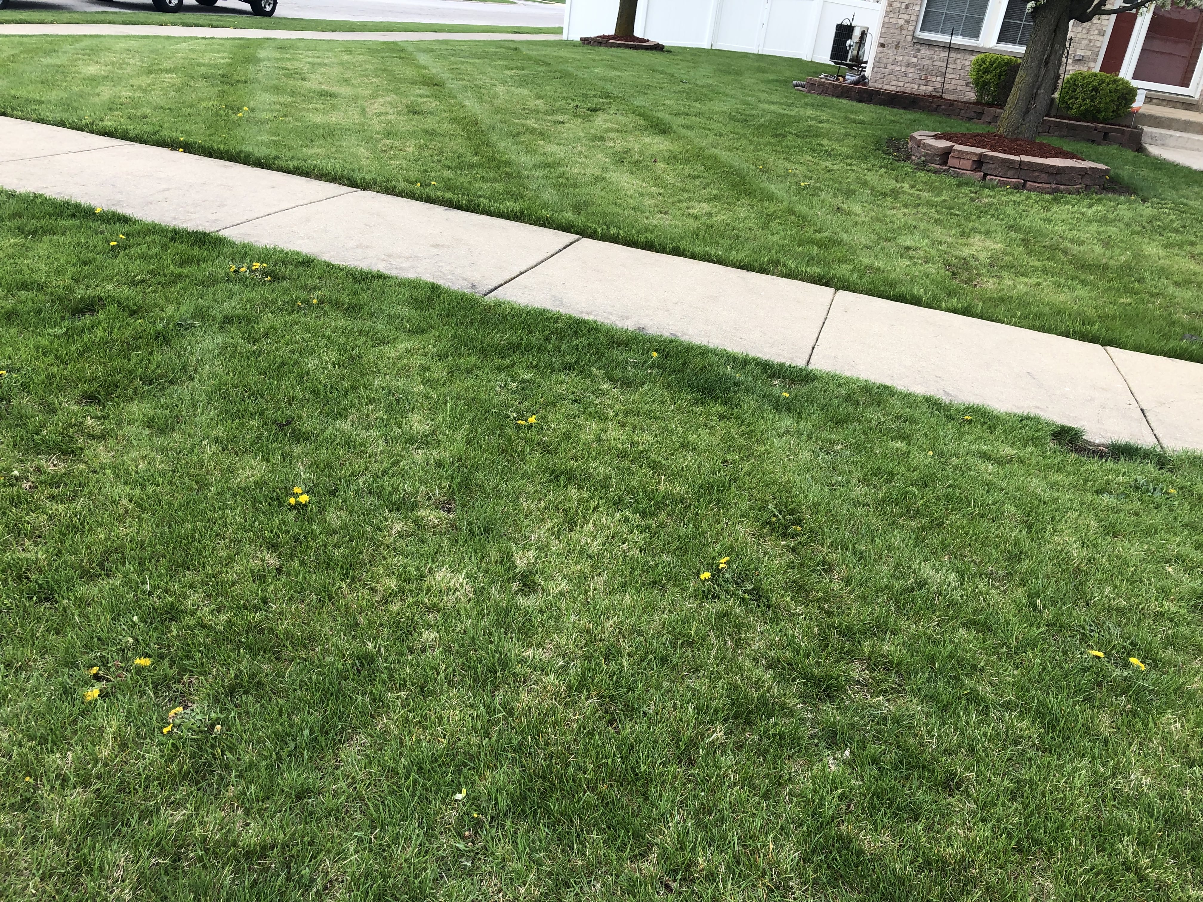 Lawn trimming near sidewalk in residential front yard