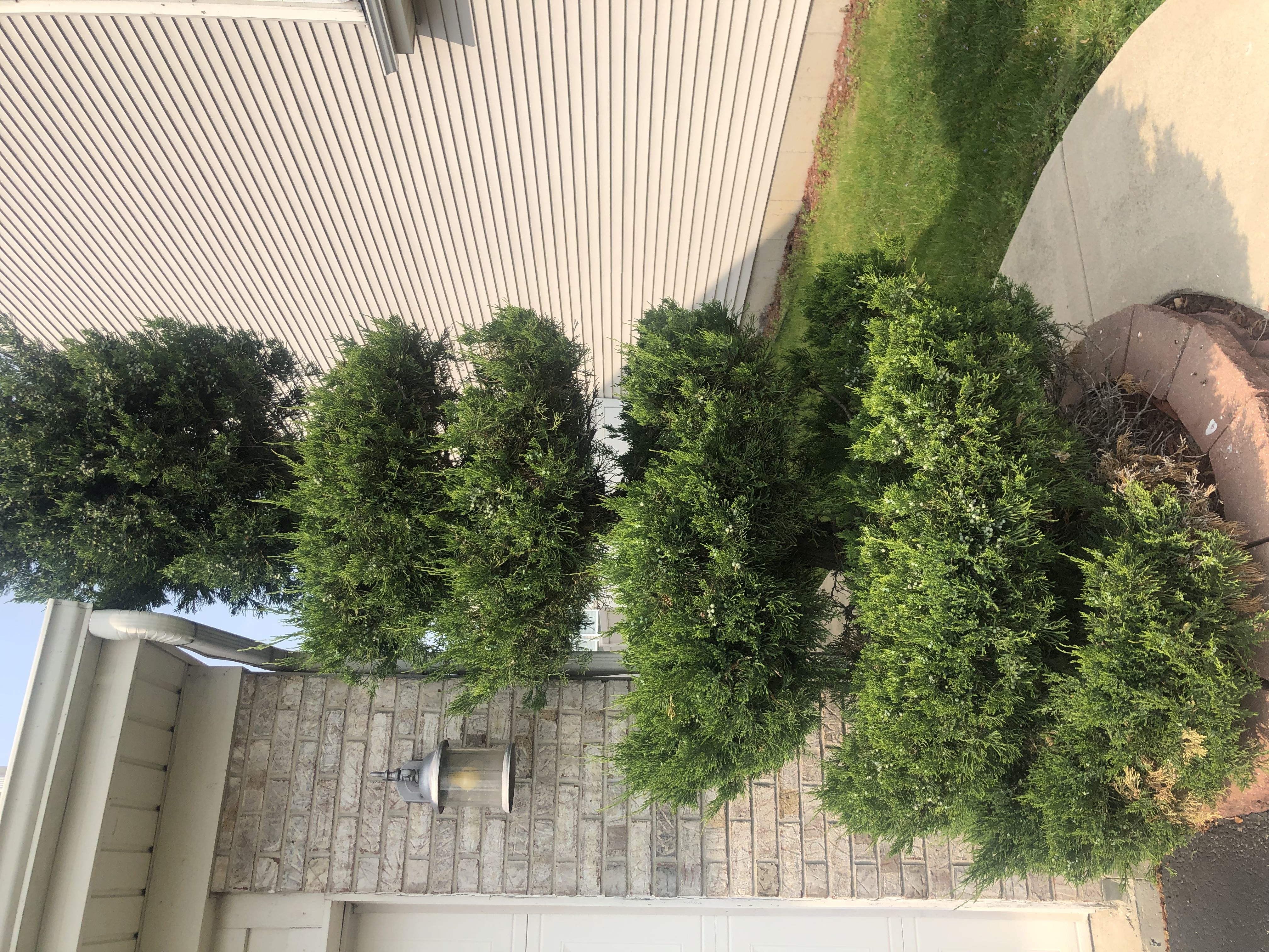 Front Yard Hedges trimmed