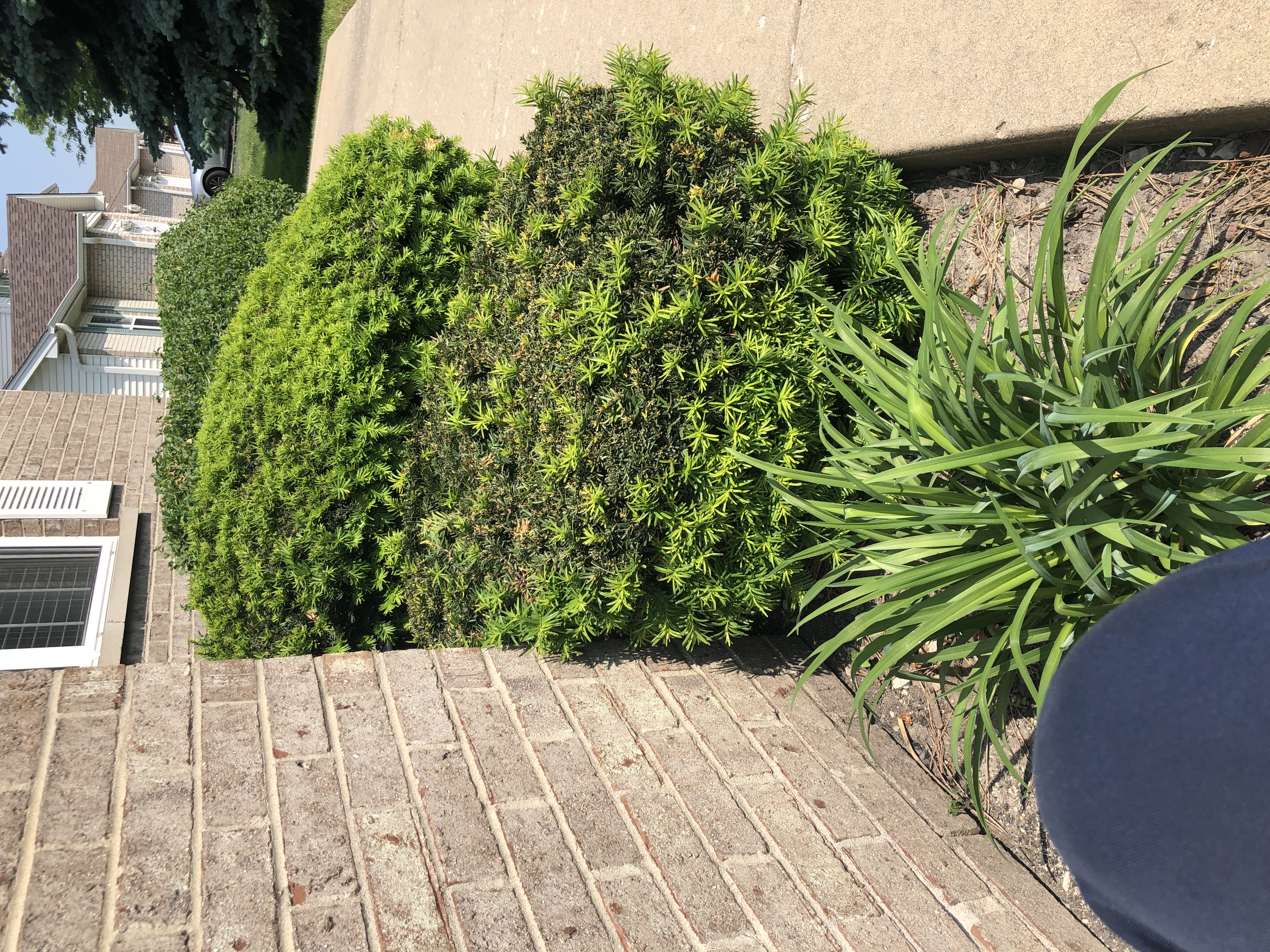 Spring lawn cleanup service removing debris from residential property