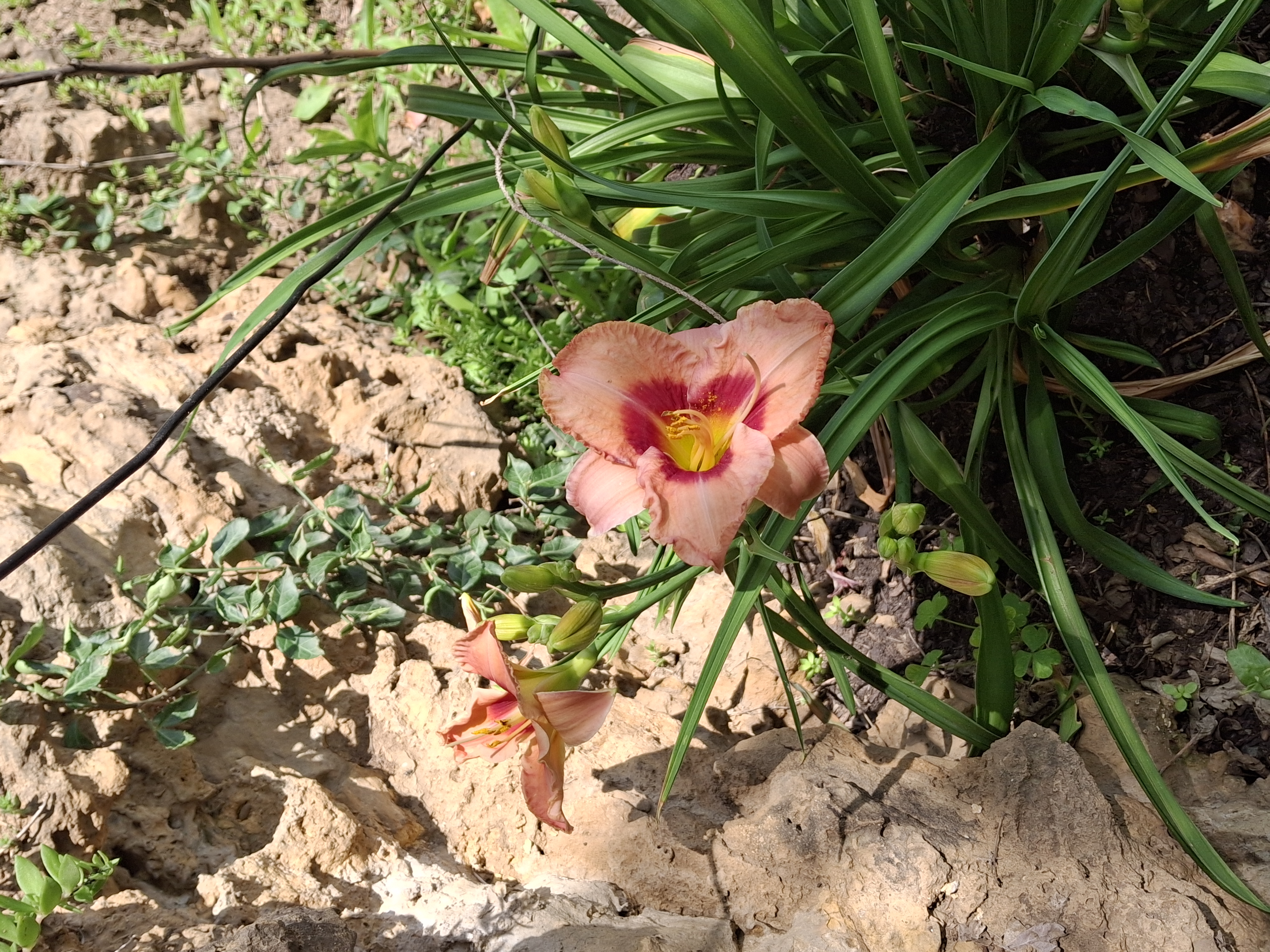 “Wild daylily blooming on the bluffs at Tama’s Lookout”