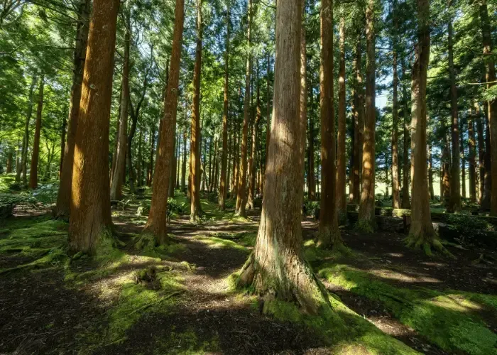 Ideal Protein in Gainesville near Harbour Point Georgia