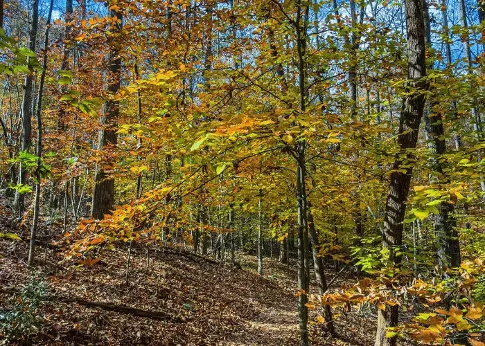 Ideal Protein in Gainesville near Northeast Georgia History Center