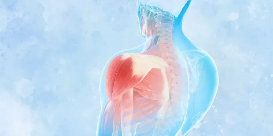 Anatomical illustration of back muscles and spine targeted for natural pain relief in Lawrenceville GA.