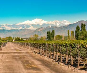 Vineyard in Mendoza, Argentina with the Andes Mountains in the background under a clear blue sky