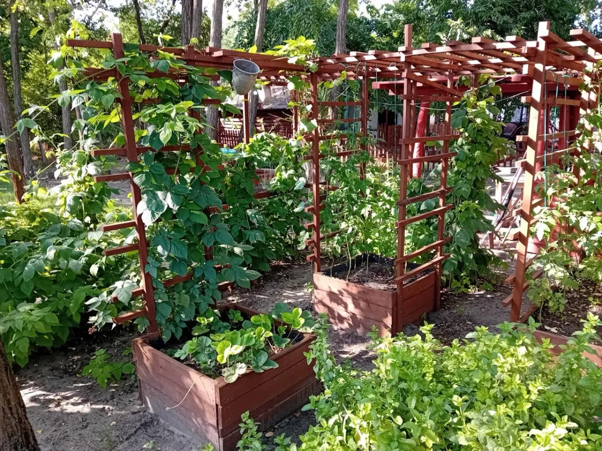 100×100 cm méretű, lugassal ellátott magaságyás