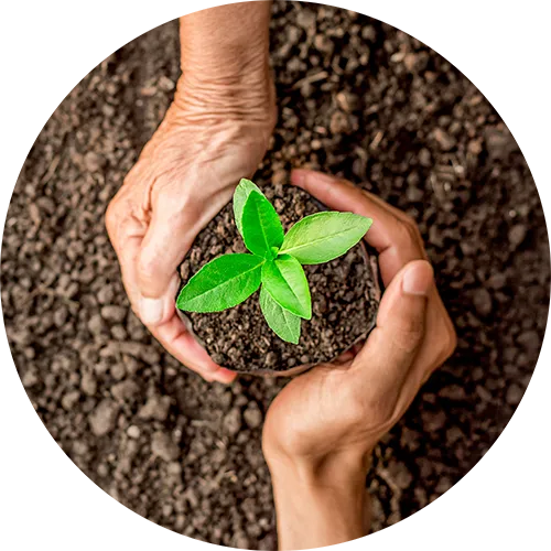 Image deux mains qui tiennent une plante