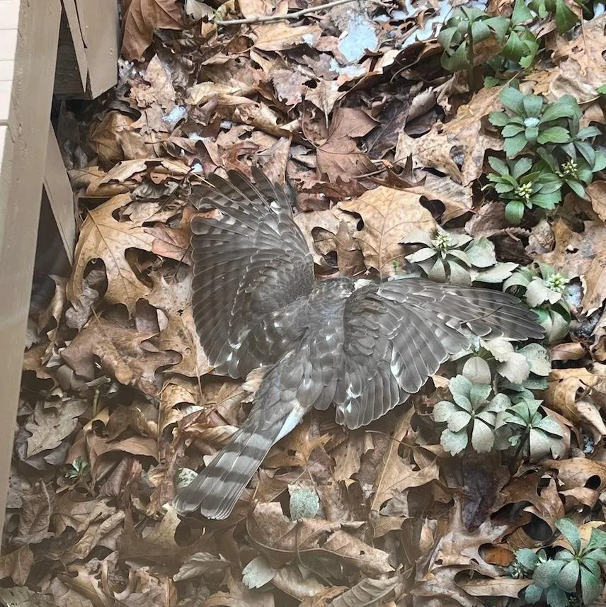 A Sharp-shinned Hawk face-planted in leaves