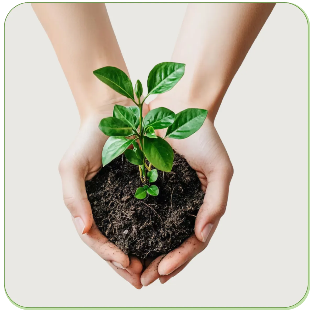 Close-up of hands nurturing young plant in rich soil, promoting organic lawn health and eco-friendly irrigation solutions in Nova Scotia