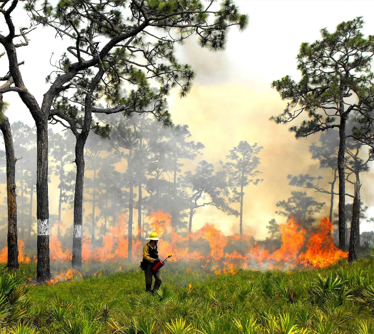 Prescribed fire operation in pine flatwoods with firefighter carrying drip torch - Southern Rough wildland fire equipment