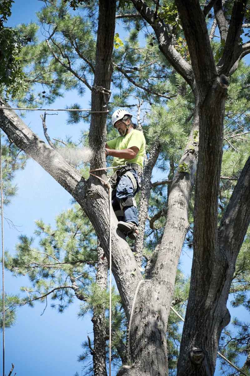 Example of tree trimming in GA done by Catalan Landscaping for specific service page