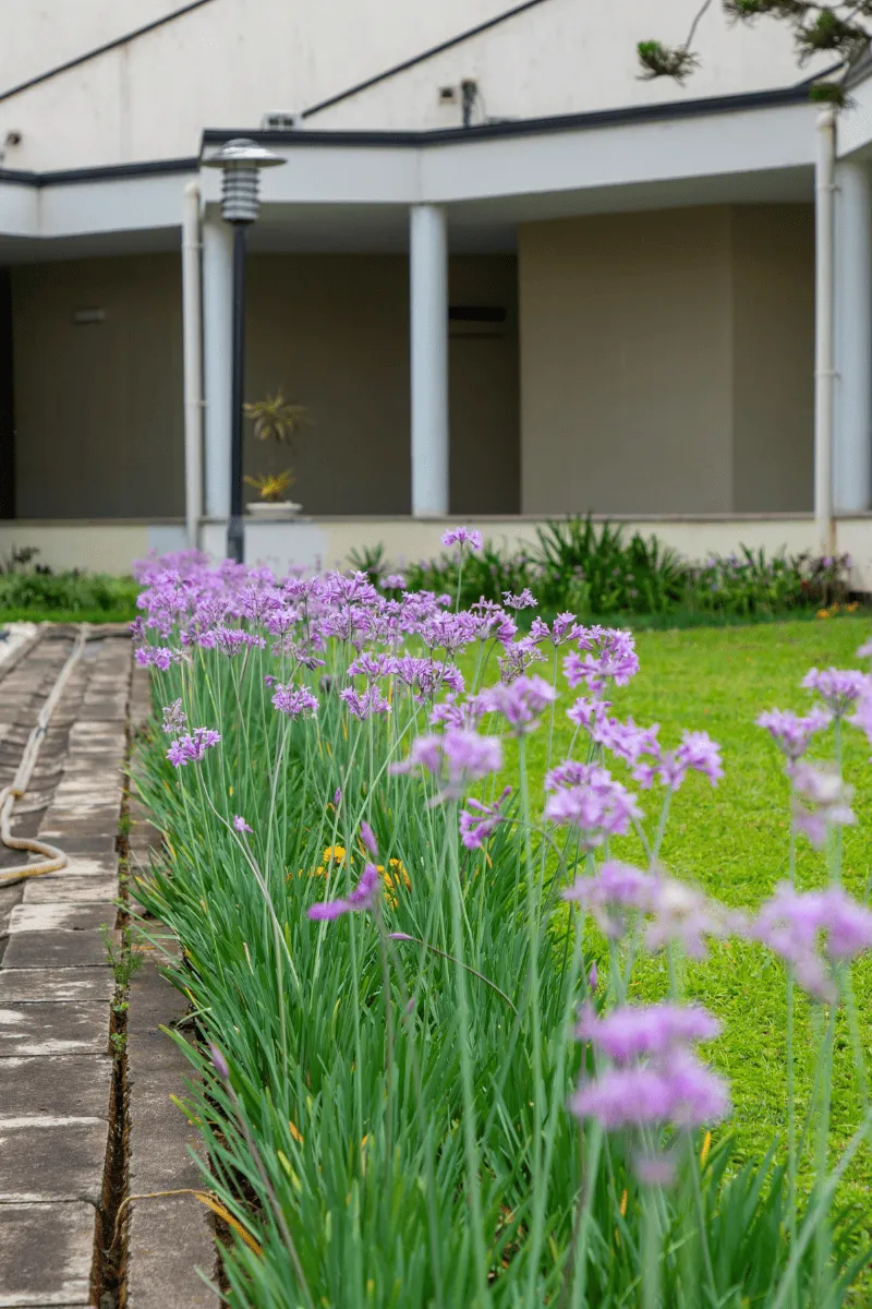 Example of plant installation in GA done by Catalan Landscaping for specific service page