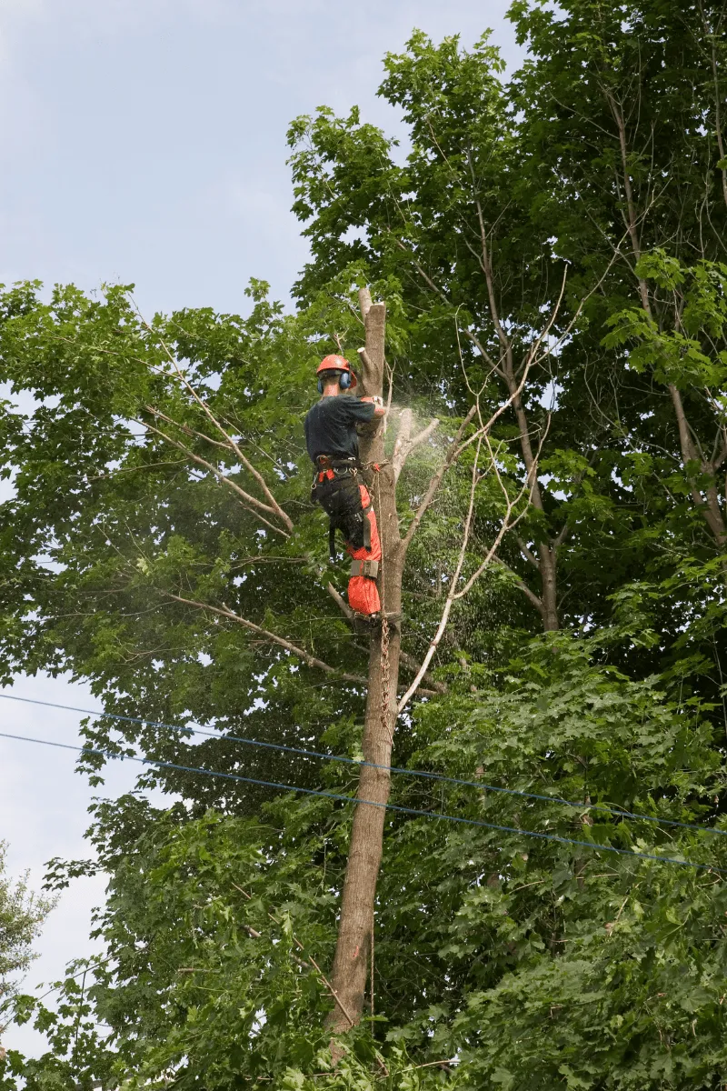 Example of a tree being trimming in GA done by Catalan Landscaping for specific service page
