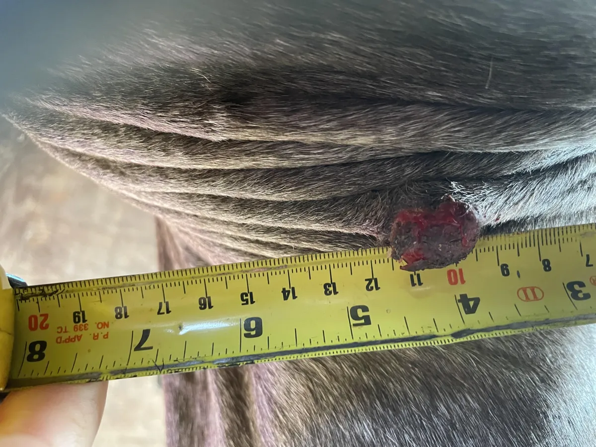 Baseline appearance of axillary lesion at start of observation period