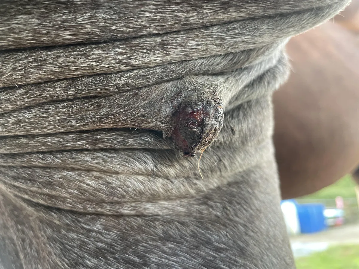 Intermediate appearance of sarcoid during drying and narrowing phase