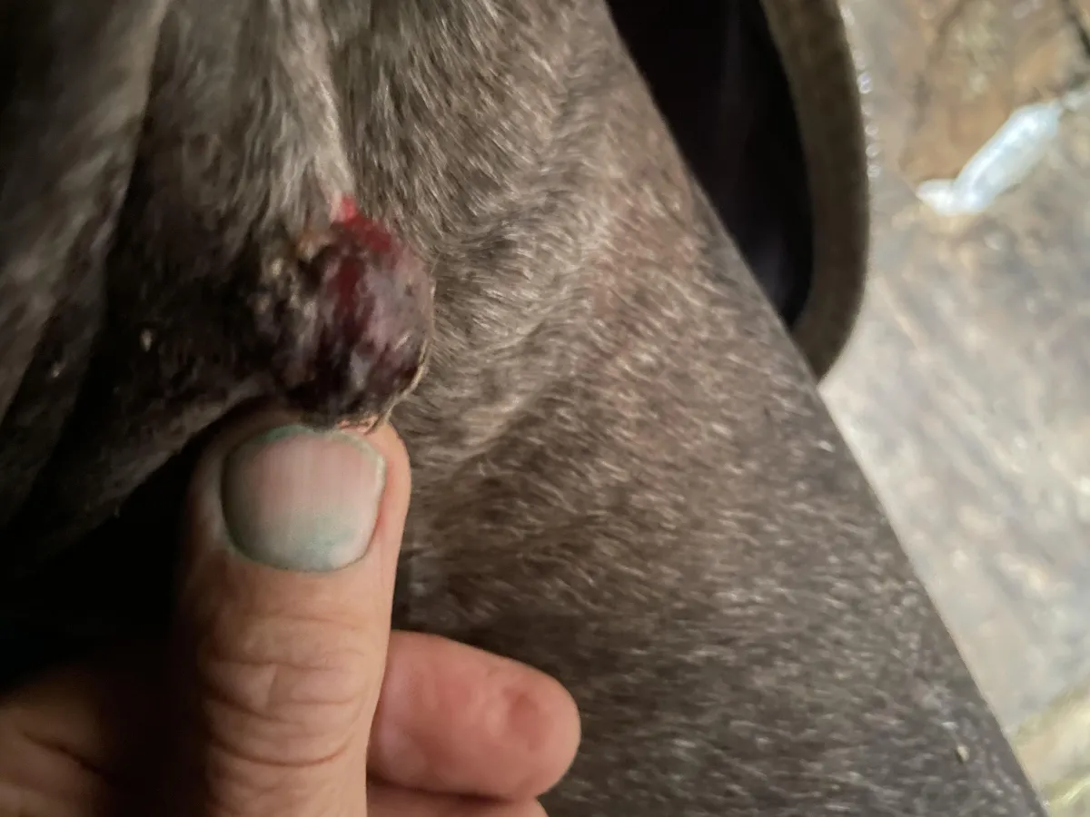 Post-detachment appearance of skin at lesion site