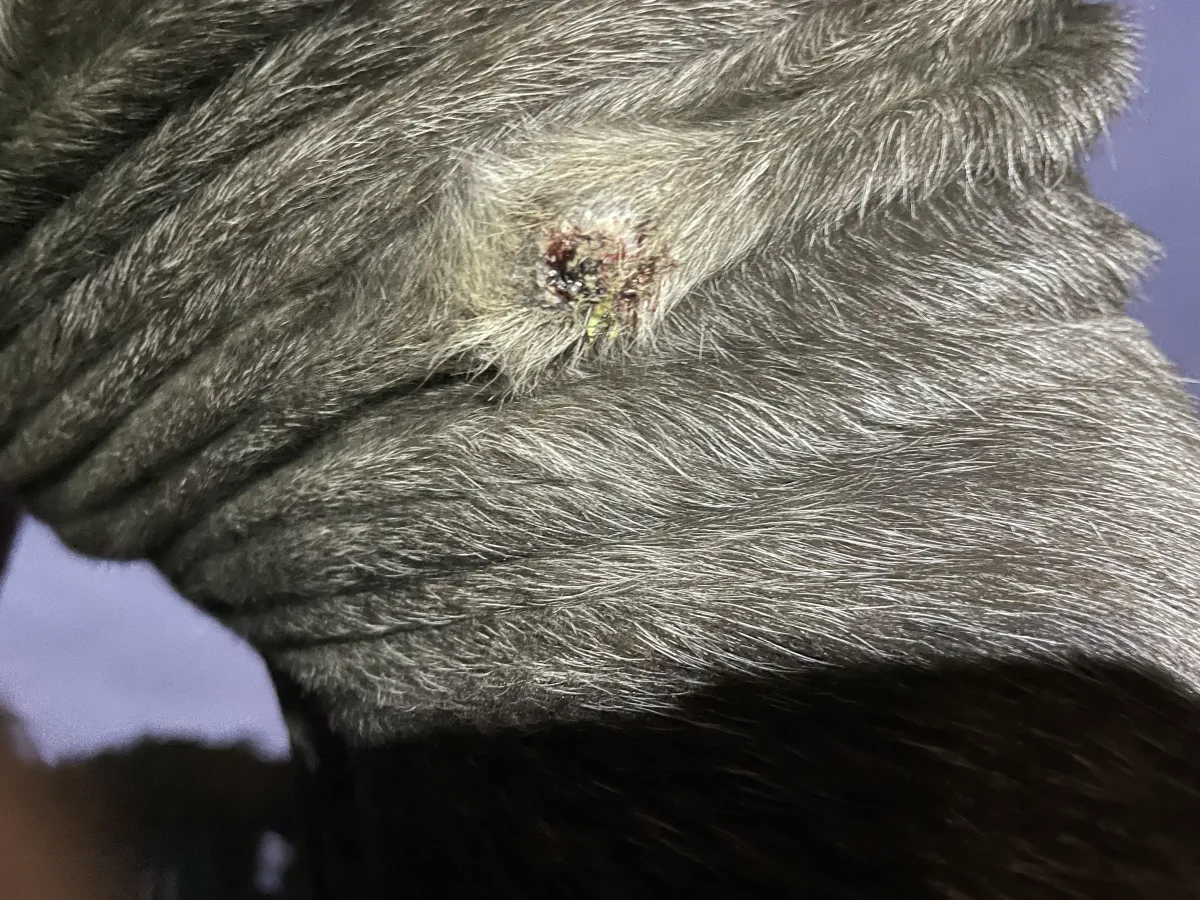 Intermediate appearance of sarcoid during drying and narrowing phase