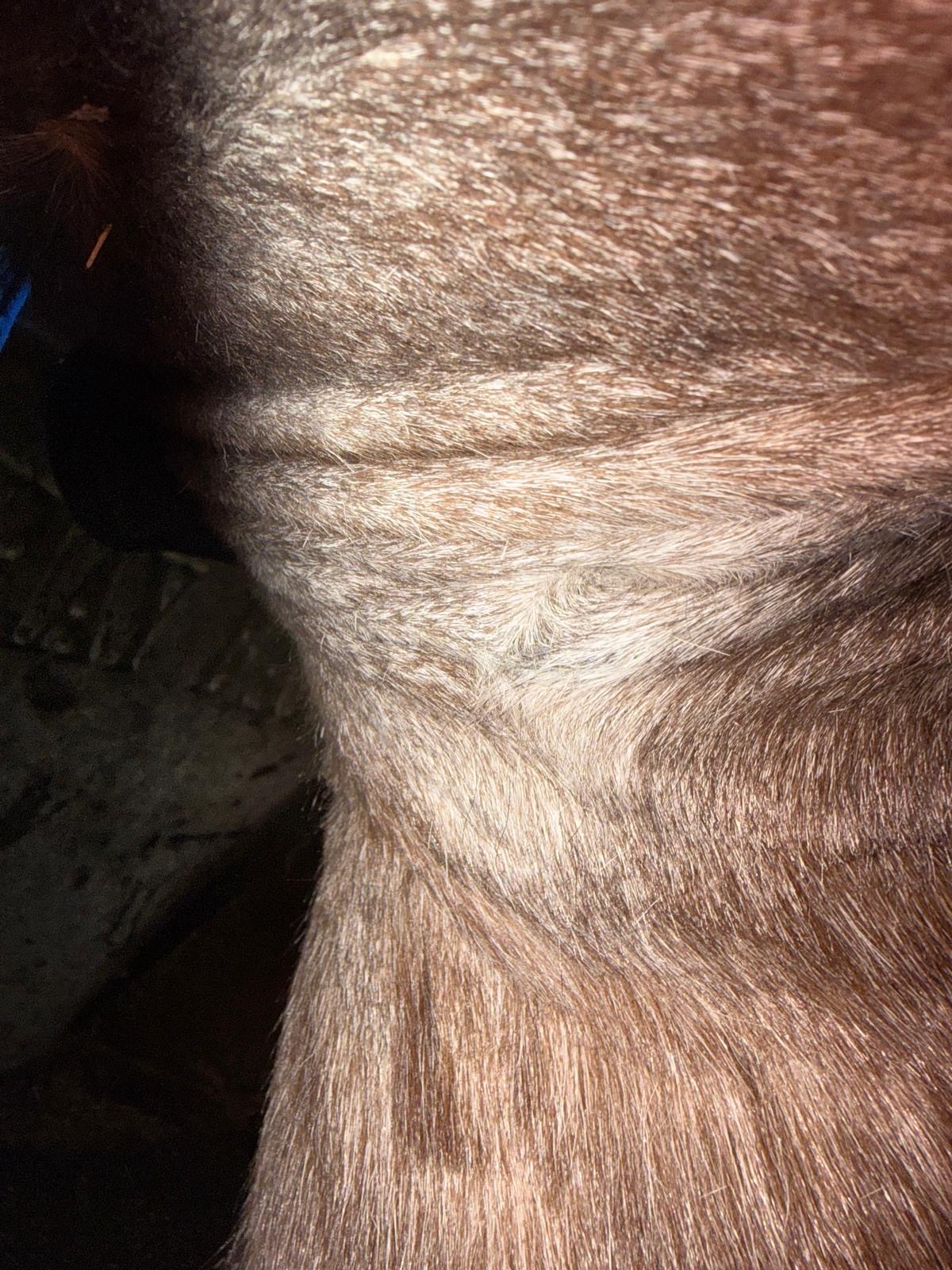 Intermediate appearance of sarcoid during drying and narrowing phase