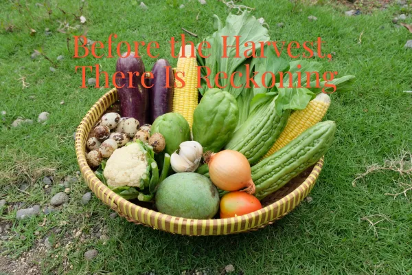 Before the Harvest, There Is Reckoning