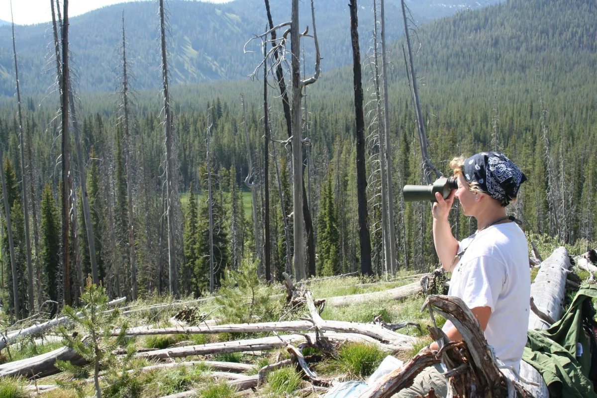 Teresa Loya, Wolf Survey