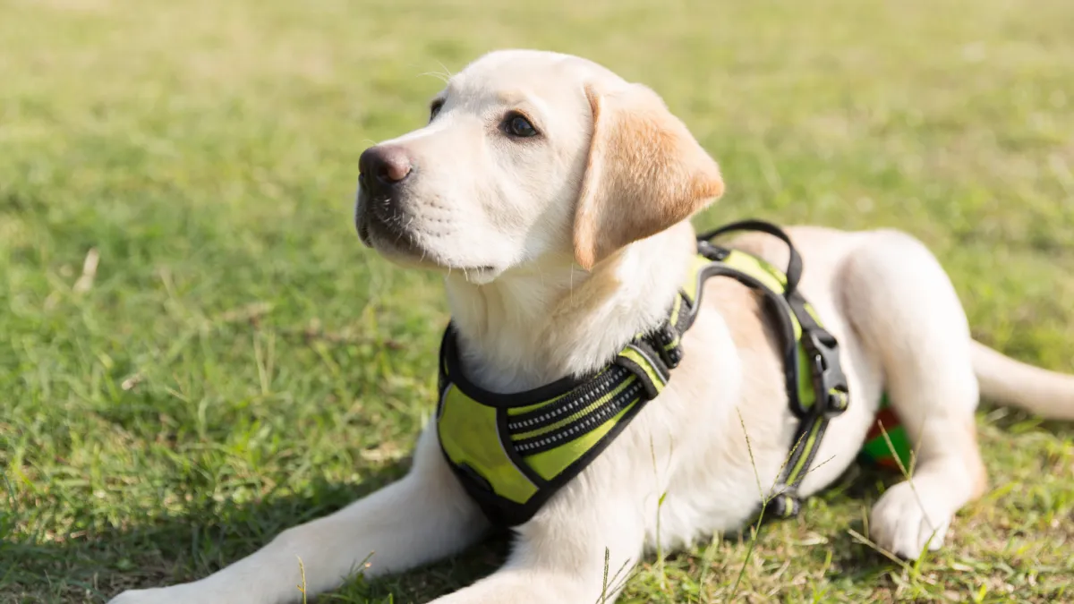 yellow lab puppy