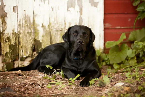 calm rottie/lab mix