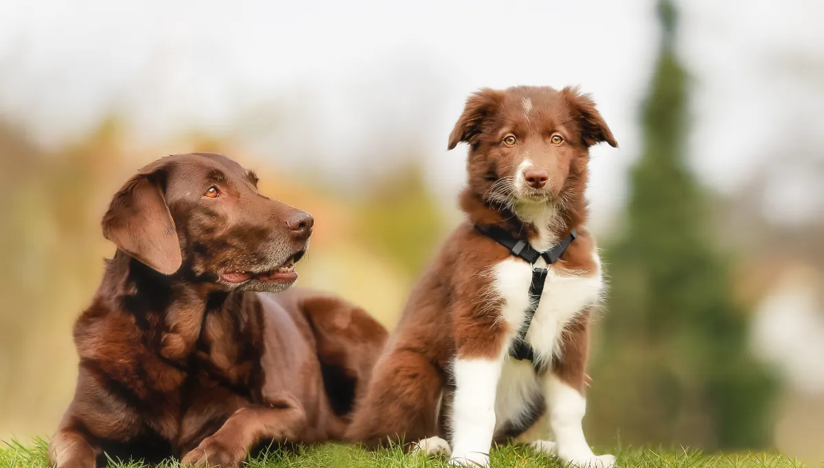 Chocolate Labrador and Puppy Aussie