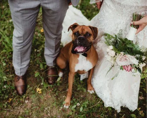 Wedding Pet Attendant services austin tx