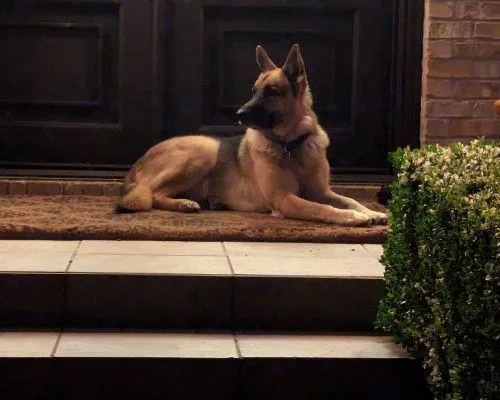 Pet Sitting in Austin tx