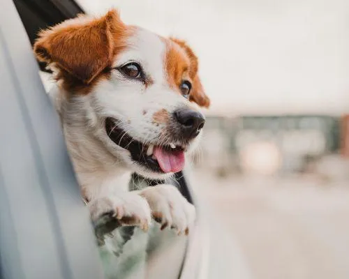 pet transportation austin tx
