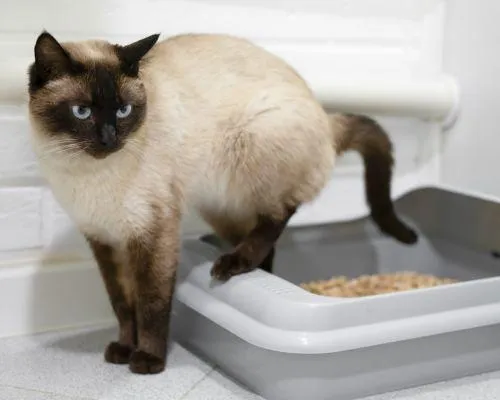 Pet Sitting Services in Austin tx