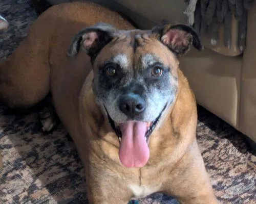 Pet Sitting Services in Austin tx