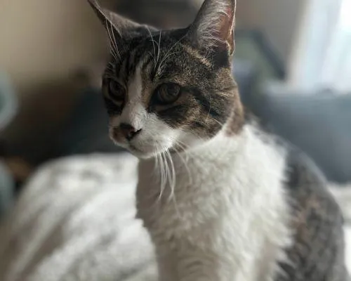 Pet Sitting in Austin tx
