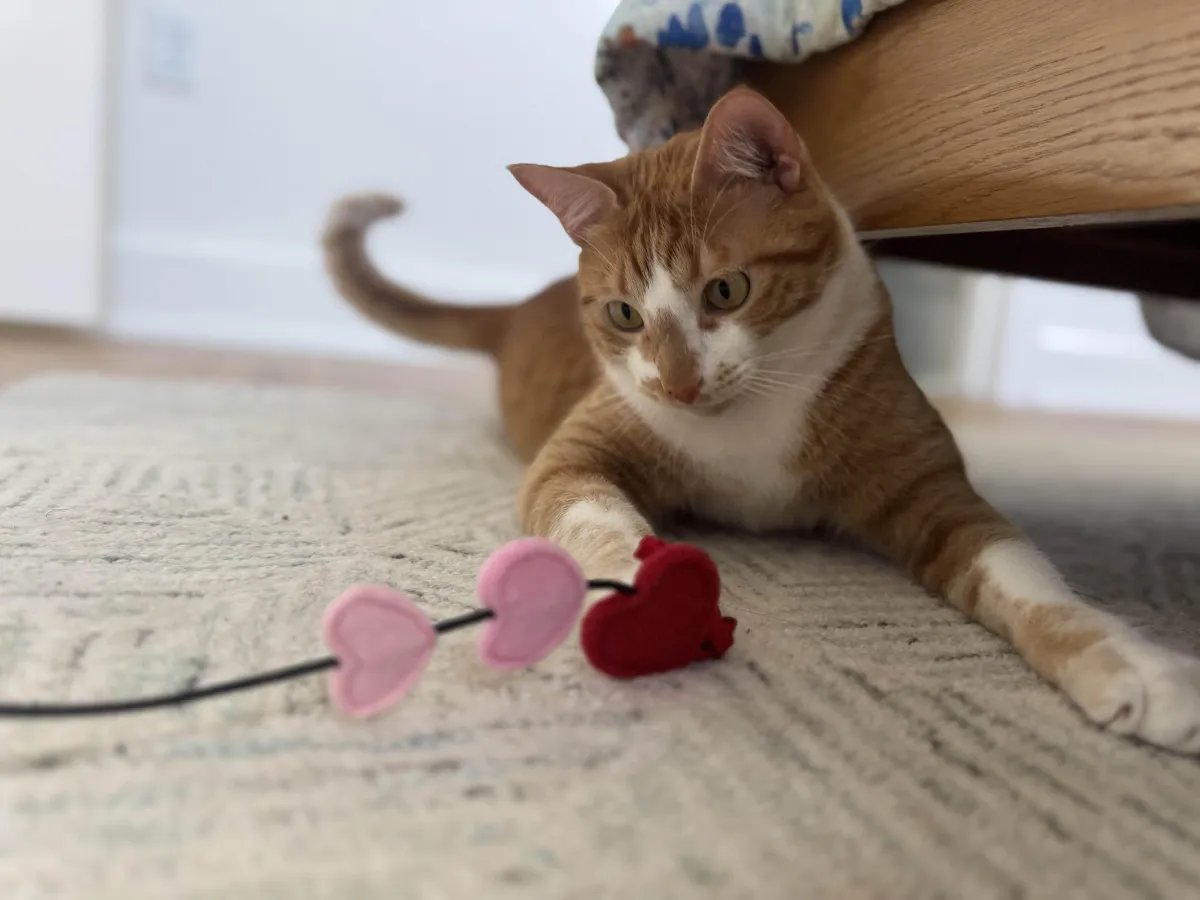 pet sitter austin tx