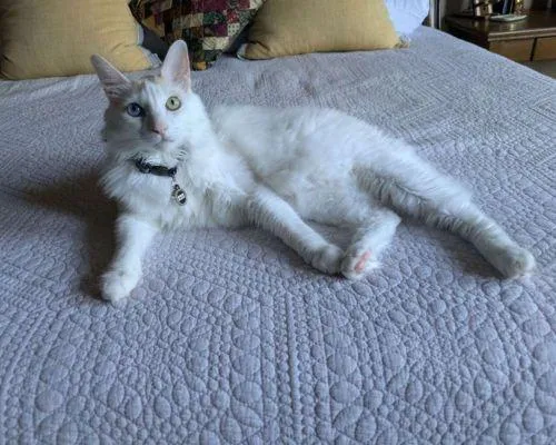 Cat Sitting in Austin tx