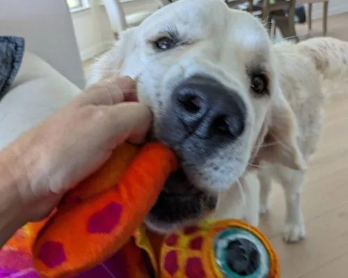 pet sitter austin tx