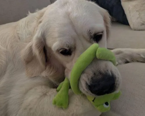 Pet Sitting in Austin tx