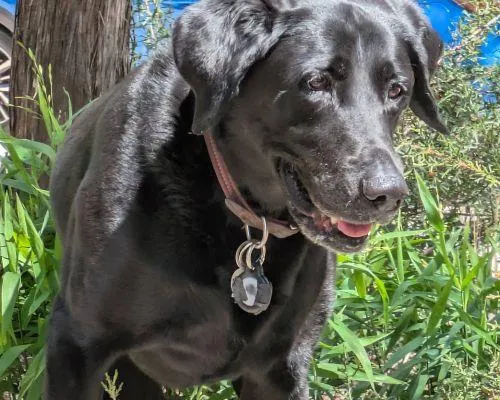 Pet Sitting Services in Austin tx
