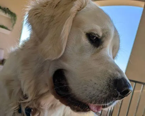 Pet Sitting in Austin tx