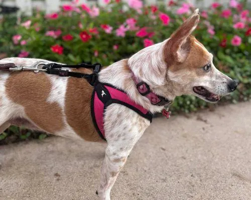 Pet Sitting Services in Austin tx