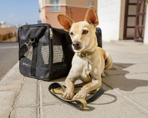Pet Sitting Services in Austin tx