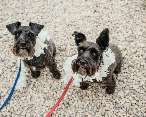 pet sitter austin tx
