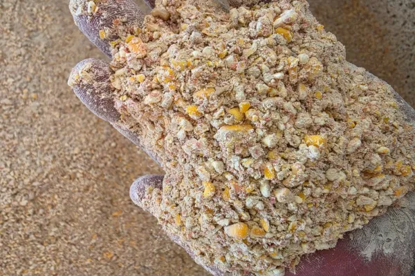 Cattle feeding on corn screenings to reduce ration costs