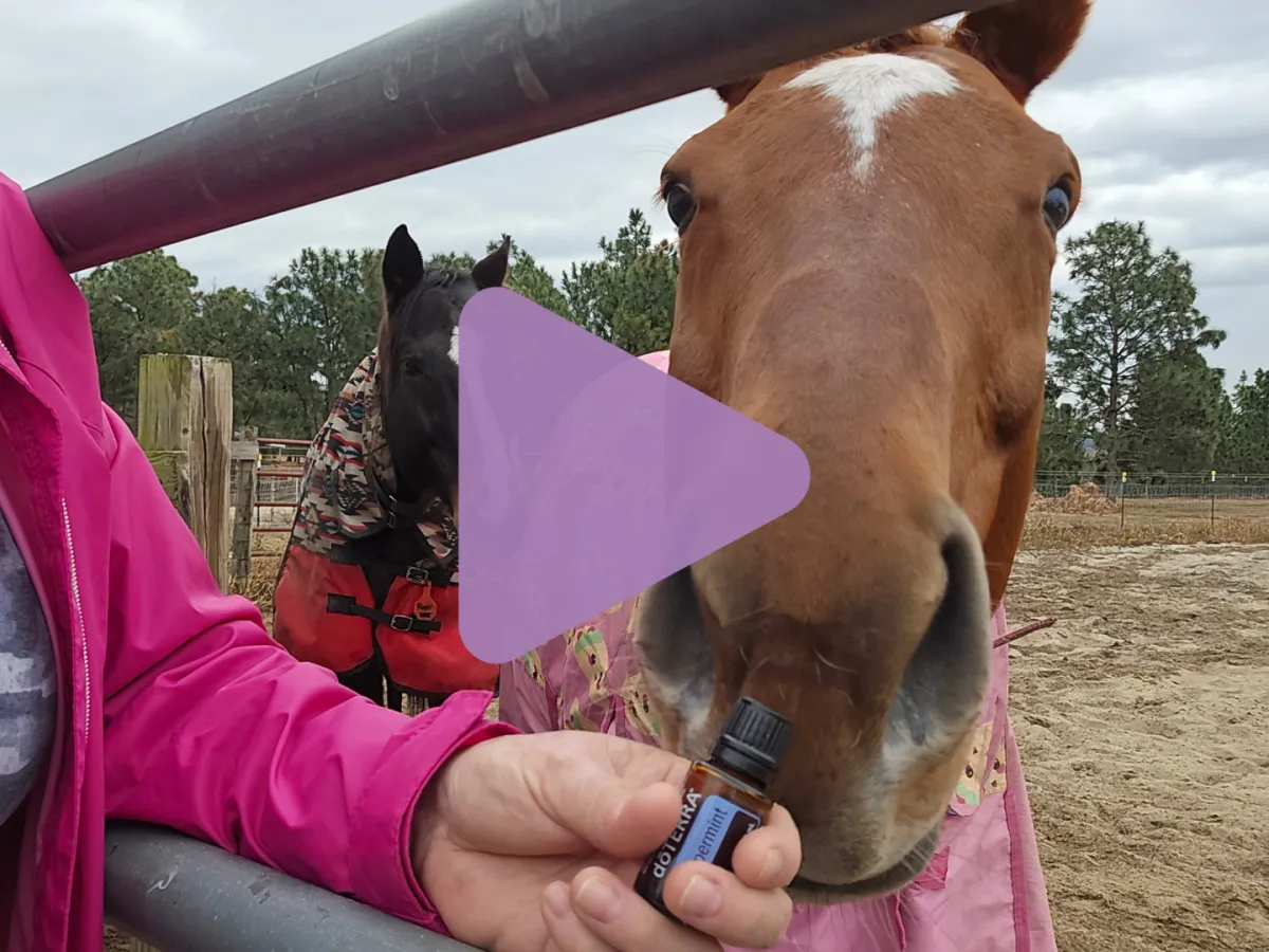 horses love to smell essential oils